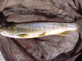 北アルプスの天然岩魚
