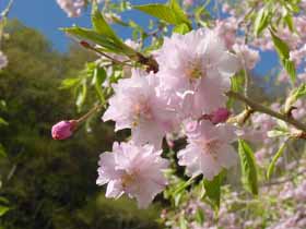 新穂高の桜