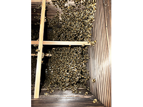 巣箱内の日本蜜蜂　まだ数が少ないそうで，すべて満杯になるそうです。