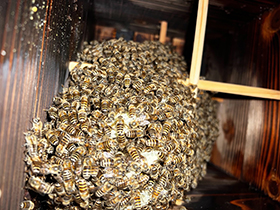 日本蜜蜂の塊