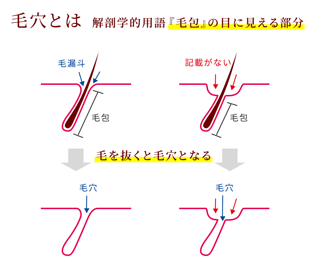 毛穴とは　解剖学的用語『毛包』の目に見える部分